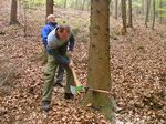 Maibaum holen