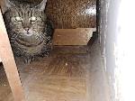 T1 Tierrettung, Katze hinter Kasten